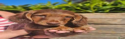 Miniature Dachshund dogs for sale: 1 male puppy left miniature Dachshund - Advert 8