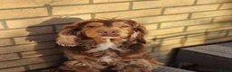 Cockapoo dogs for sale: Smooth cockapoo puppies - Advert 22