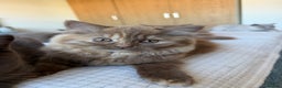 British Longhair cats for sale: Champion line kittens with excellent pedigrees - Advert 16