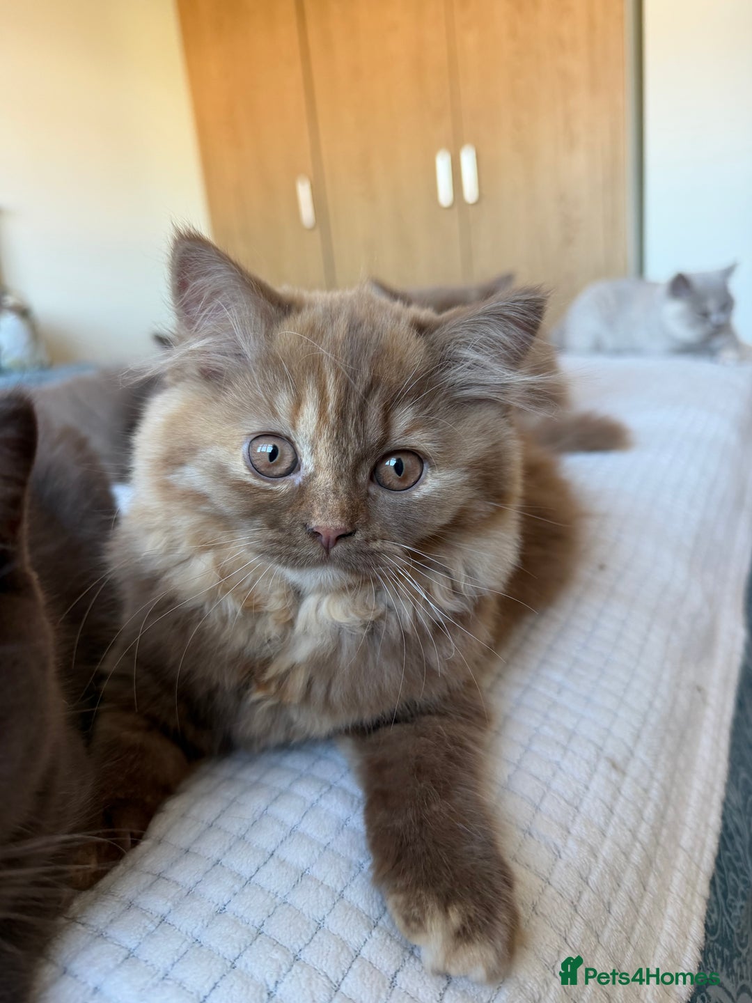 British Longhair cats for sale: Champion line kittens with excellent pedigrees - Advert 16