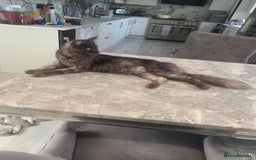 Maine Coon cats for sale: Beautiful TICA registered Maine coon kittens - Image 13