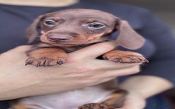 Miniature Dachshund dogs for sale: Miniature dachshund puppies - Image 1