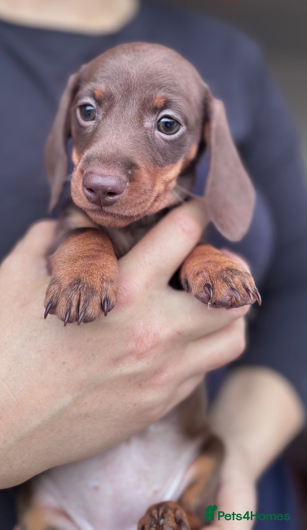 Miniature Dachshund dogs for sale: Miniature dachshund puppies - Image 1