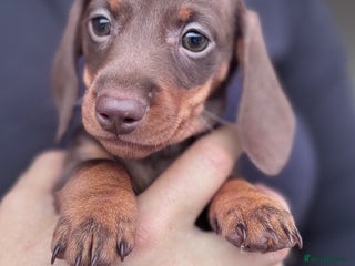 Miniature Dachshund dogs for sale - Advert 1