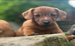 Mixed Breed dogs for sale: Stunning Daxi x Norfolk terrier  - Image 7