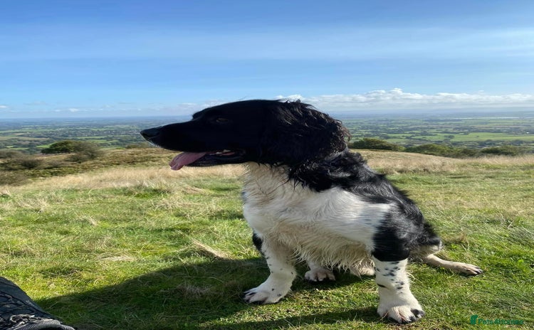 English Springer Spaniel dogs in Wigan - Advert 11