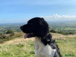 English Springer Spaniel dogs in Wigan - Advert 3