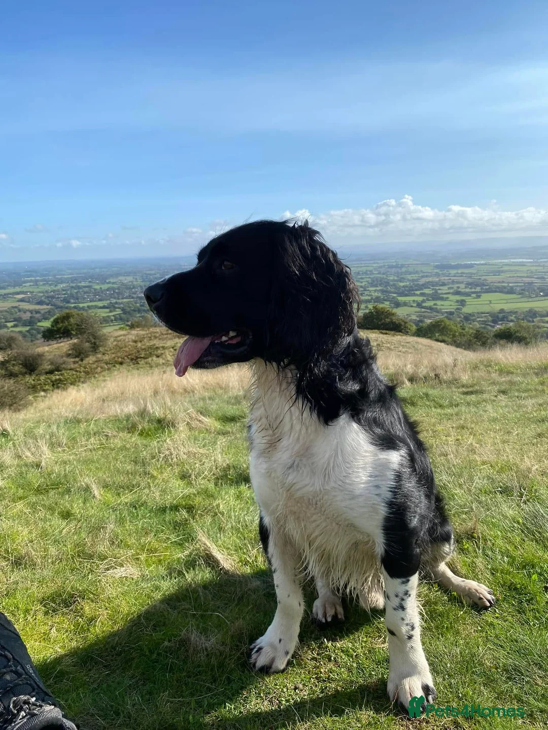 English Springer Spaniel dogs for stud: Stunning KC Stud, Proven, Health and DNA Tested. in Wigan - Advert 8