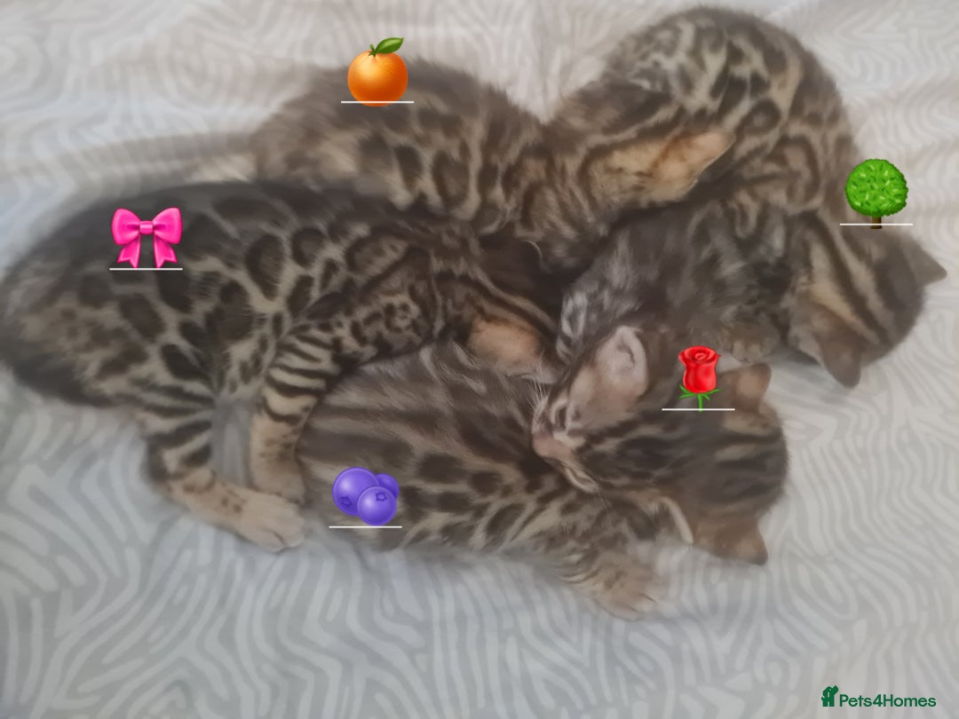 Bengal cats for sale: Beautiful Bengal Kittens  in Sutton - Image 12