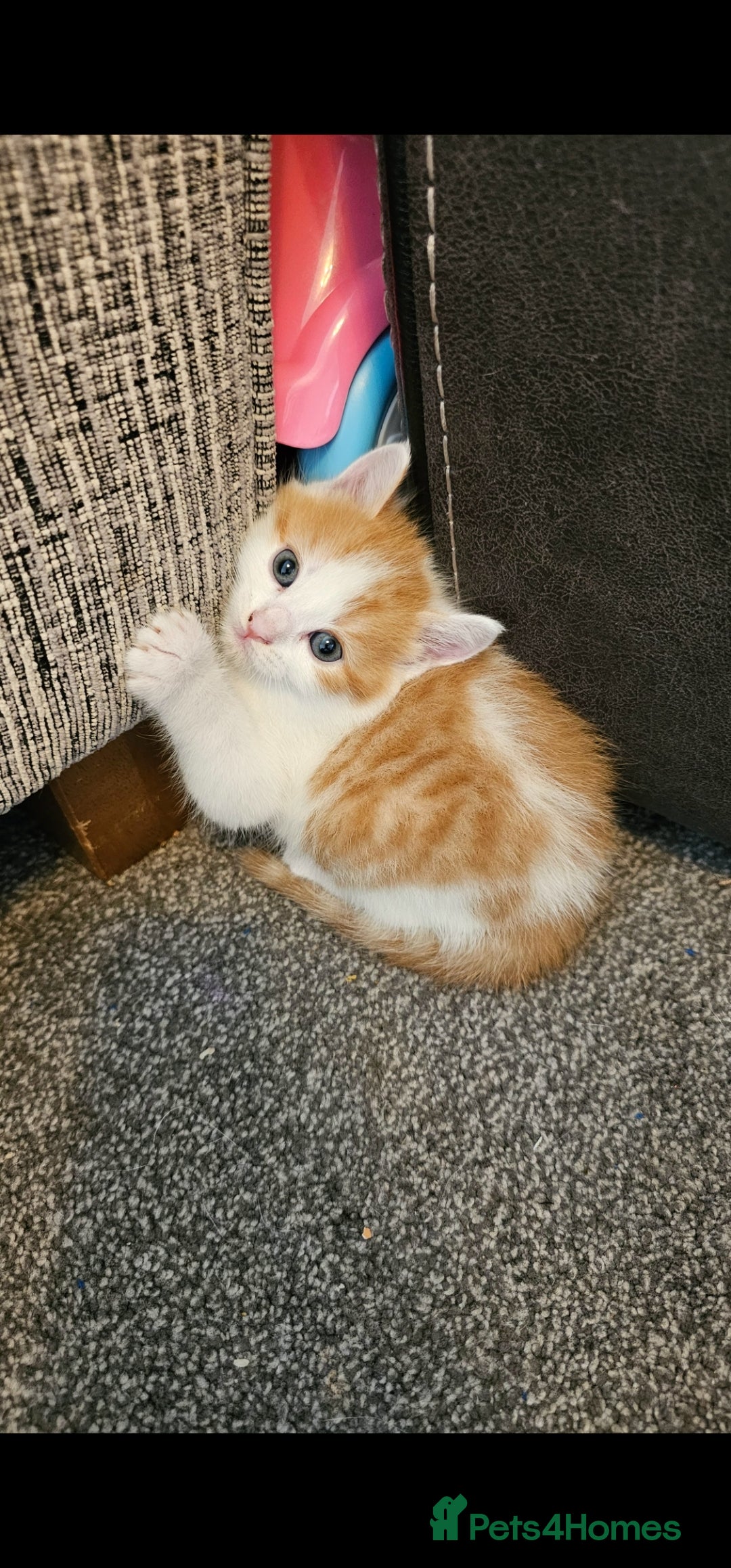 Mixed Breed cats for sale: Kitten for sale  - Image 6