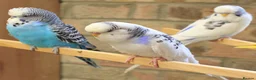 Budgerigars birds for sale: Budgies  in Sleaford - Advert 13