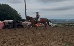 Irish Thoroughbred horses for sale: Outstanding 16.2 , 6 yr old tb gelding  - Image 16