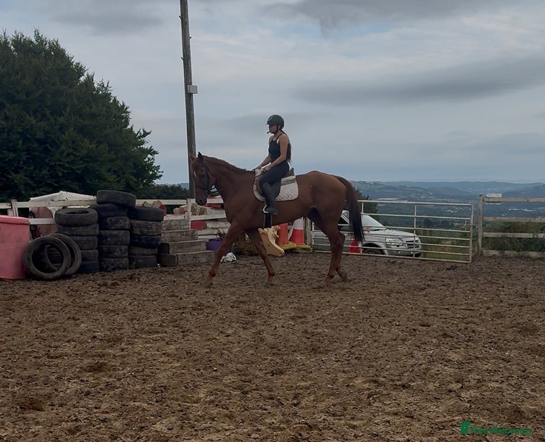 Irish Thoroughbred horses for sale: Outstanding 16.2 , 6 yr old tb gelding  - Image 16