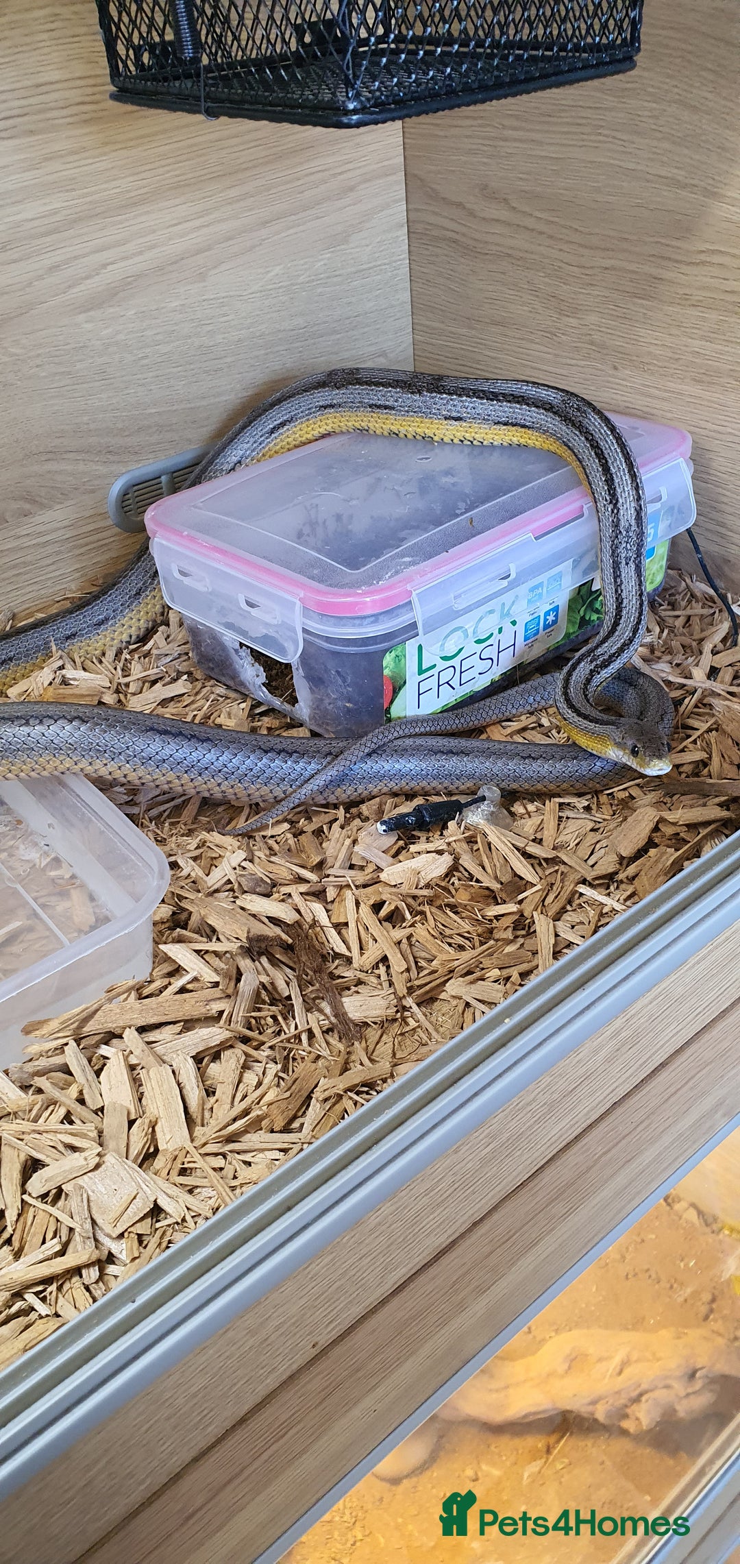 Corn Snake reptiles for sale: 2 corn snakes and vivaruims, complete set up. - Image 3