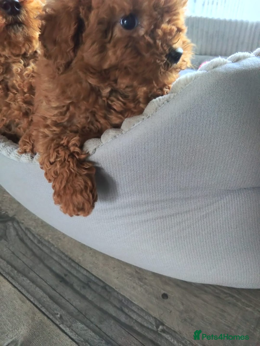 Poodle dogs for sale: Red miniature poodle  - Image 5