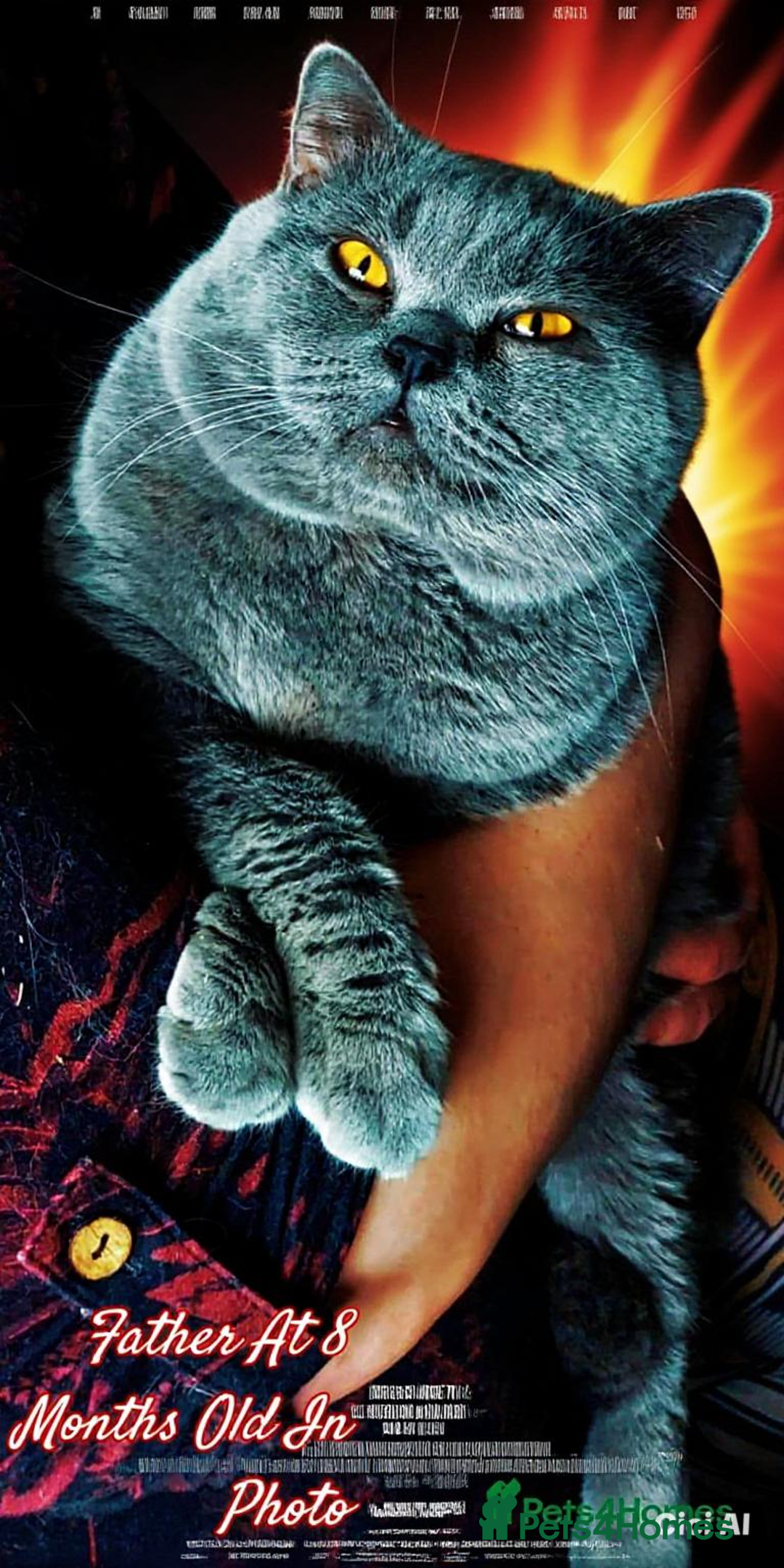 British Shorthair cats for sale:  ✨️ Joyful British Shorthair Kittens ✨️ - Image 14