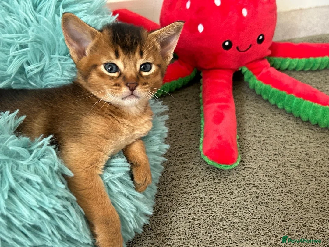 Abyssinian cats for sale: TICA reg one gorgeous Ruddy Aby boy left! - Advert 2