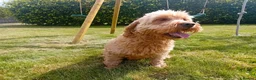 Goldendoodle dogs for sale: Gorgeous F1b Goldendoodle Puppy - Advert 4