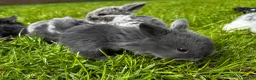 Mini Lop rabbits for sale: 2 Blue Baby Mini Lops - Advert 31