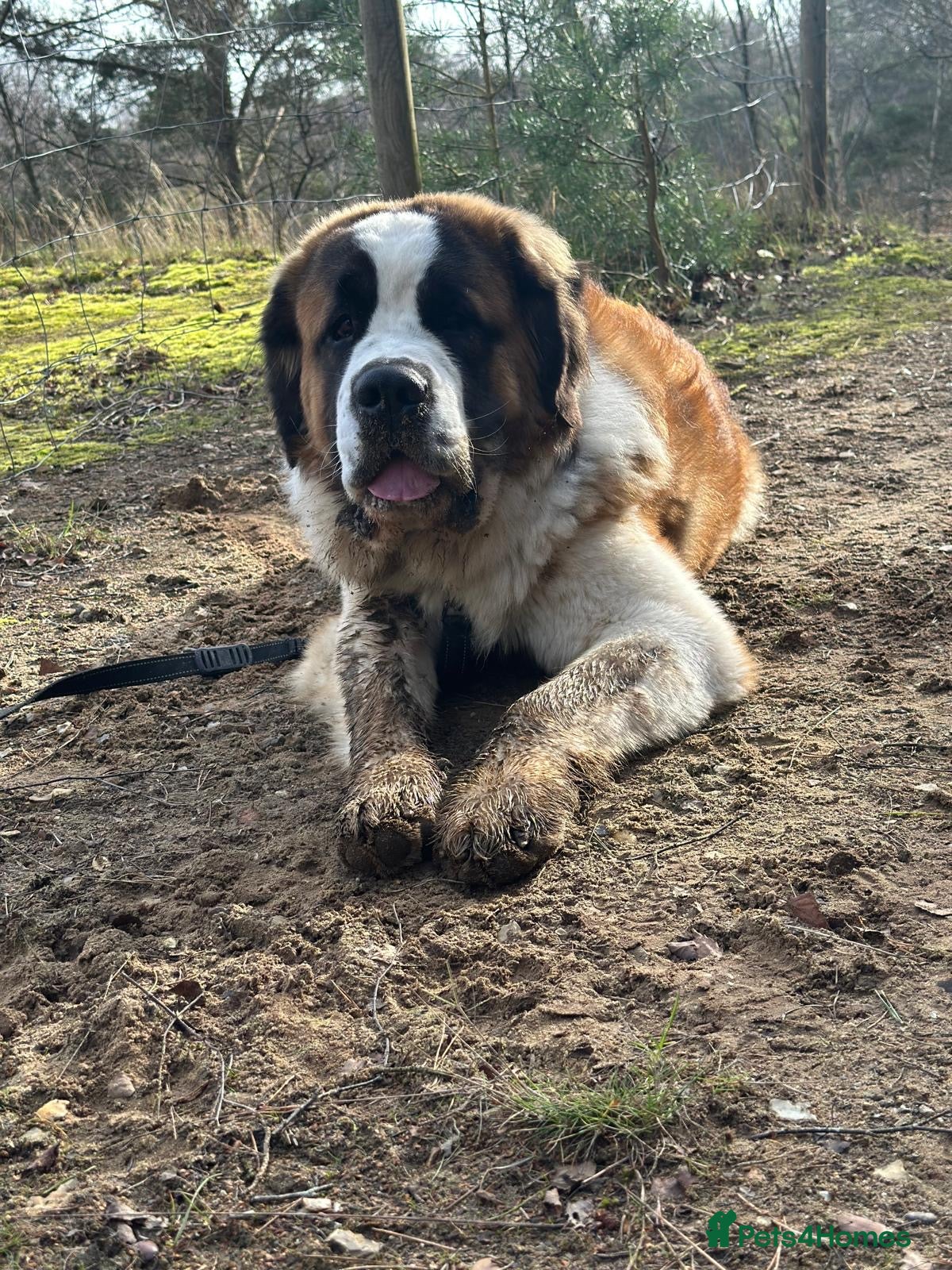 Saint Bernard dogs KC REGISTERED ST BERNARD UP FOR STUD - Advert 2