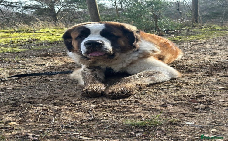 Saint Bernard dogs - Advert 1