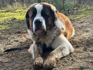 Saint Bernard dogs KC REGISTERED ST BERNARD UP FOR STUD - Advert 1