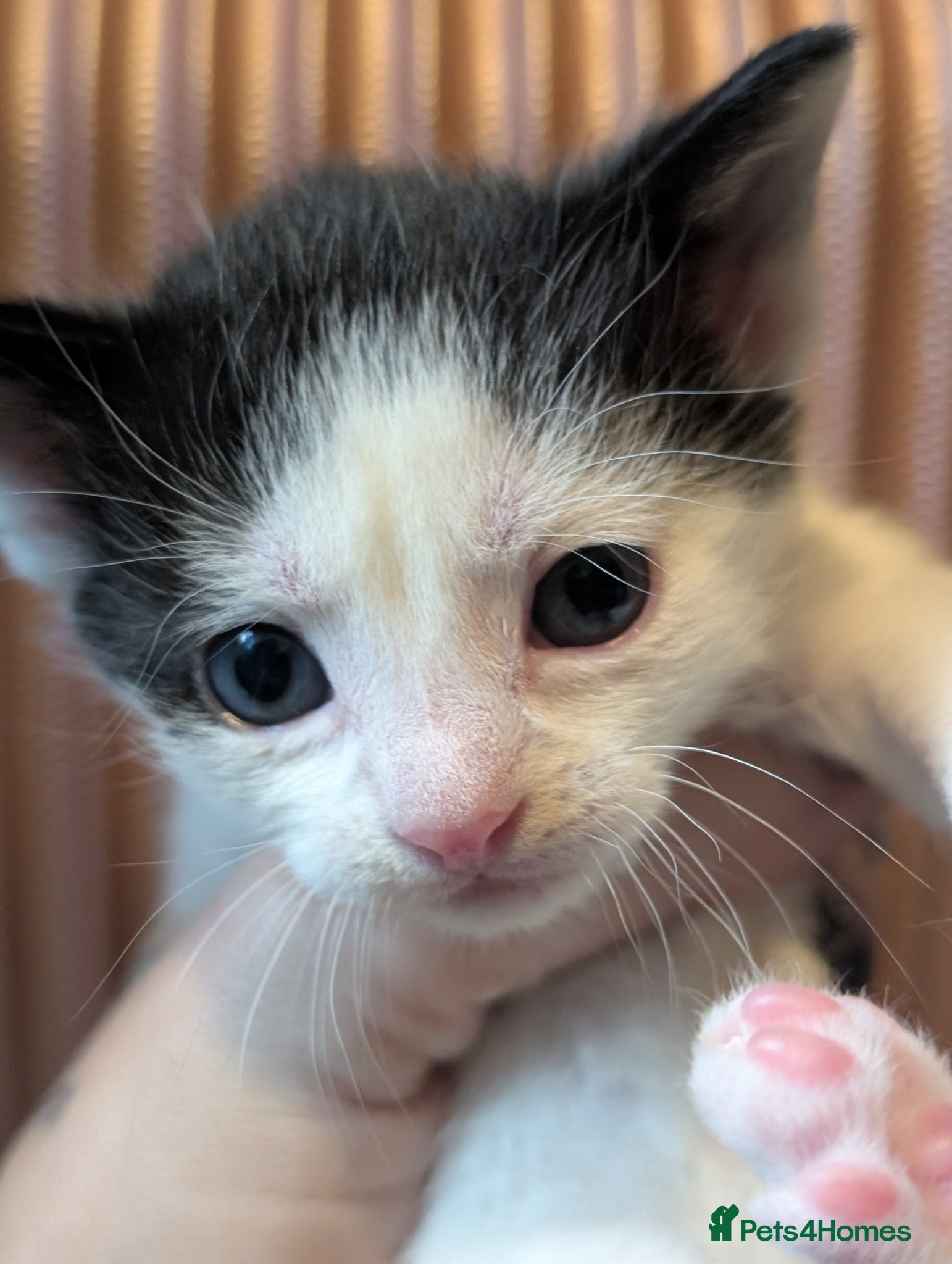 Domestic Shorthair cats ✨ 4 Gorgeous Kittens Ready To Reserve  - Advert 18