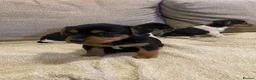 Jack Russell dogs for sale: Gorgeous Miniature Jack Russell puppies  - Advert 2