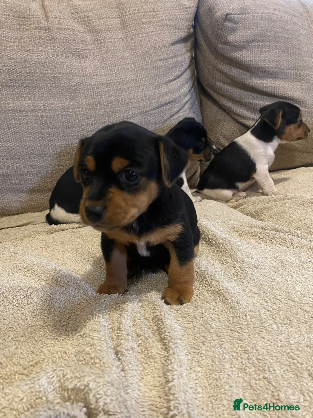 Jack Russell dogs for sale: Gorgeous Miniature Jack Russell puppies  - Advert 2