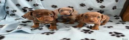 Miniature Dachshund dogs for sale: Adorable miniature dachshunds puppies for sale in Sunderland - Advert 1