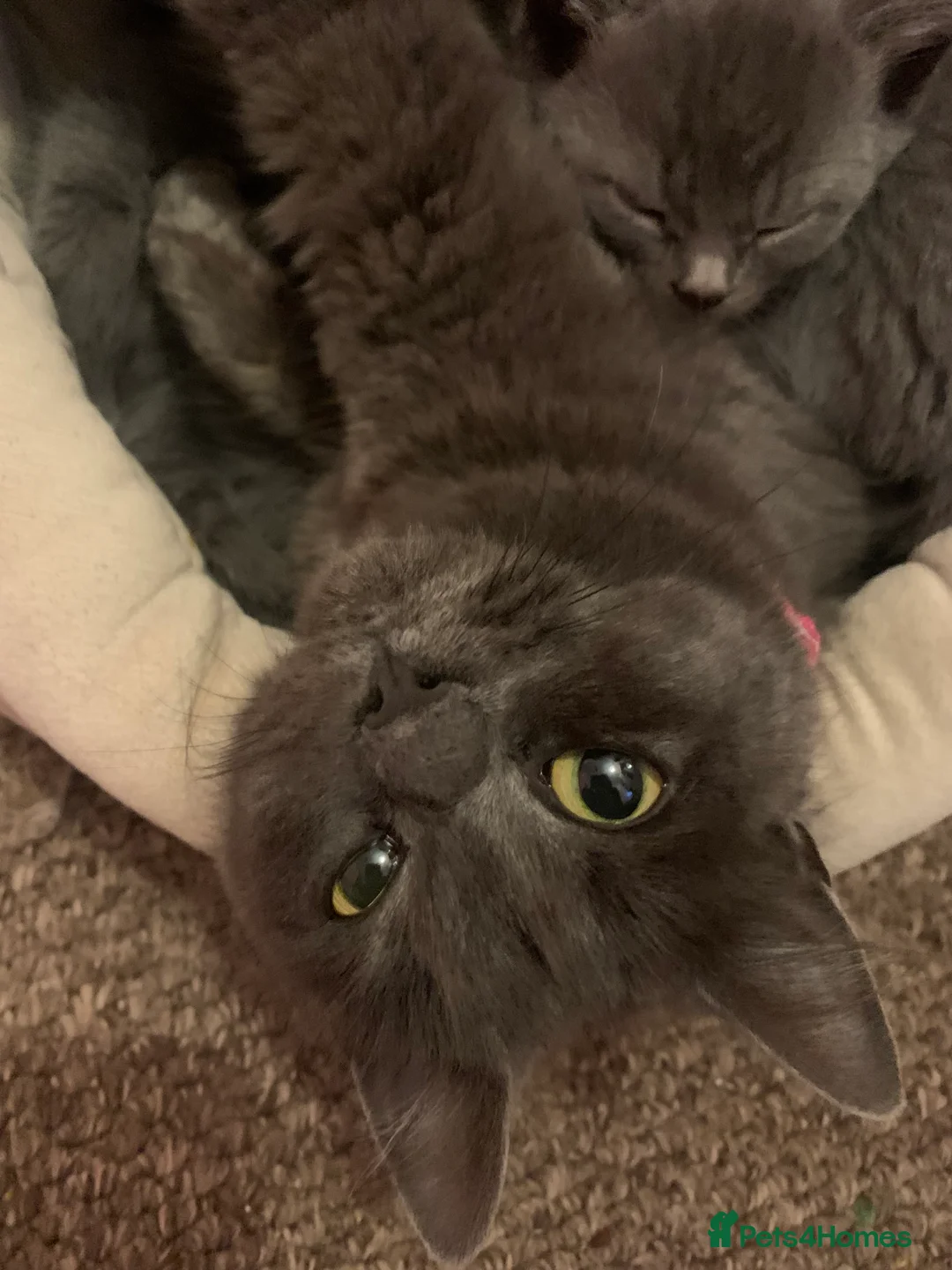 Mixed Breed cats for sale: Beautiful blue boy for sale  - Advert 4