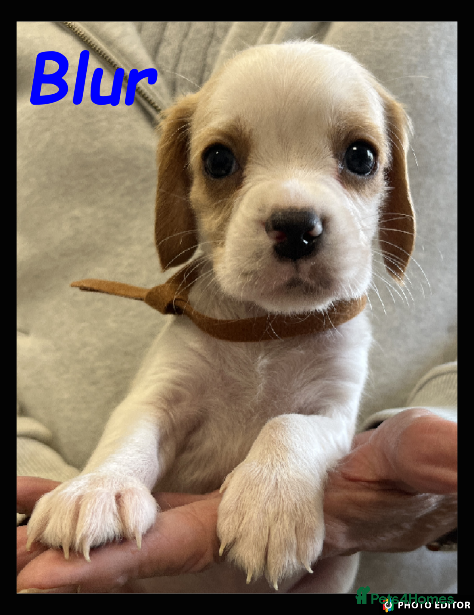 Beaglier dogs Beautiful Beagliers ❤️❤️ - Advert 1