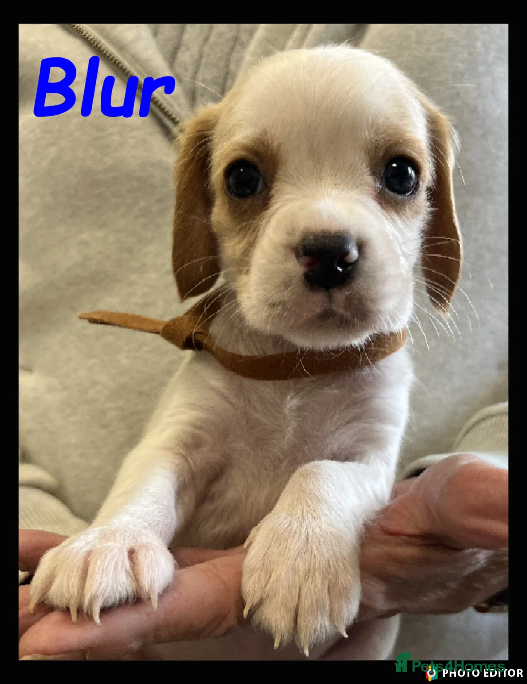 Beaglier dogs for sale: Beautiful Beagliers ❤️❤️ - Advert 1