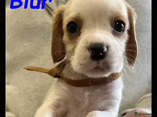 Beaglier dogs for sale: Beautiful Beagliers ❤️❤️ - Advert 2