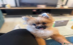 Pomeranian dogs for sale: Our boy Milo - Image 5