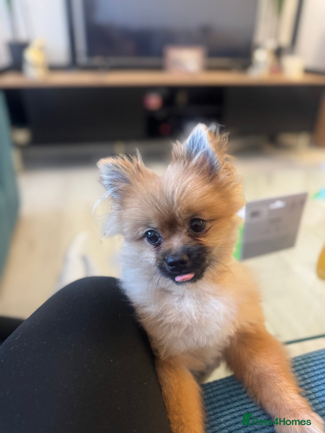 Pomeranian dogs for sale: Our boy Milo - Image 5