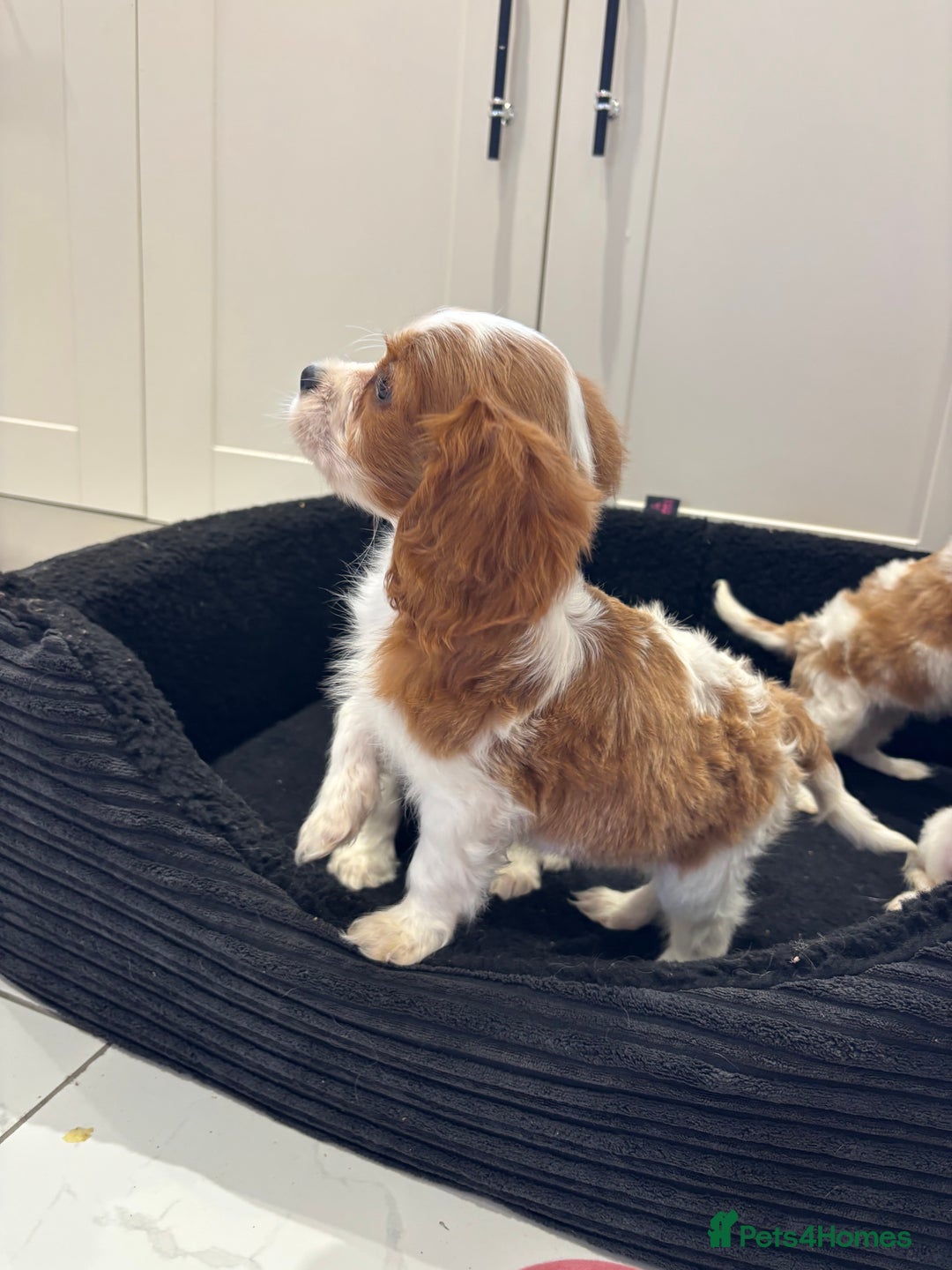 Cavalier King Charles Spaniel dogs for sale: Beautiful cavaliers looking for forever homes - Image 11