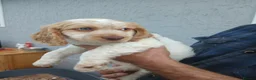 Sprocker dogs for sale: Show f1 Sprocker spaniel puppies - Advert 16