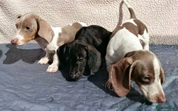 Dachshund dogs for sale: FULLY VAC RAINBOW MINI DAXI PRA CLR KC REG - Image 5
