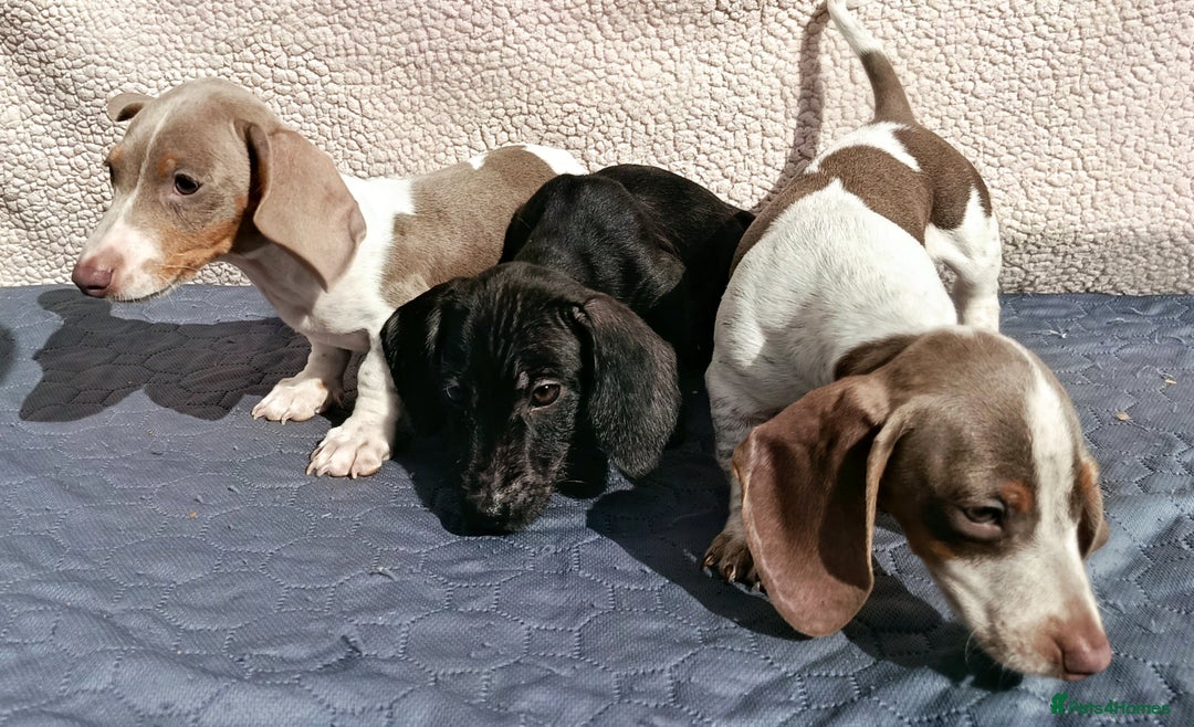 Dachshund dogs for sale: FULLY VAC RAINBOW MINI DAXI PRA CLR KC REG - Image 5