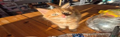 Ginger (aka Garfield)