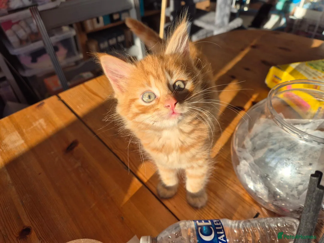 Mixed Breed cats for sale: 8 week old kittens Ginger Tom and Silver girl - Advert 8