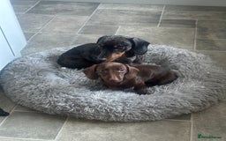 Miniature Dachshund dogs for sale: 2 miniature daschunds - Image 3
