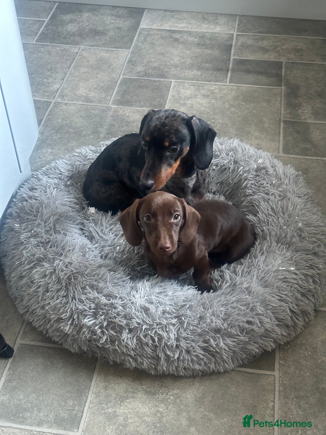 Miniature Dachshund dogs for sale: 2 miniature daschunds - Image 3