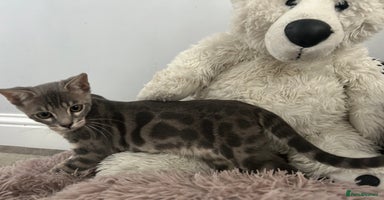 Bengal cats - Advert 2