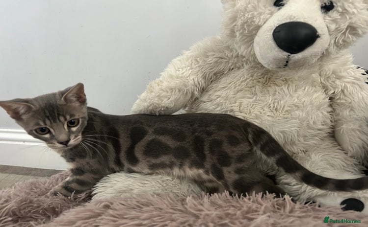Bengal cats - Advert 2