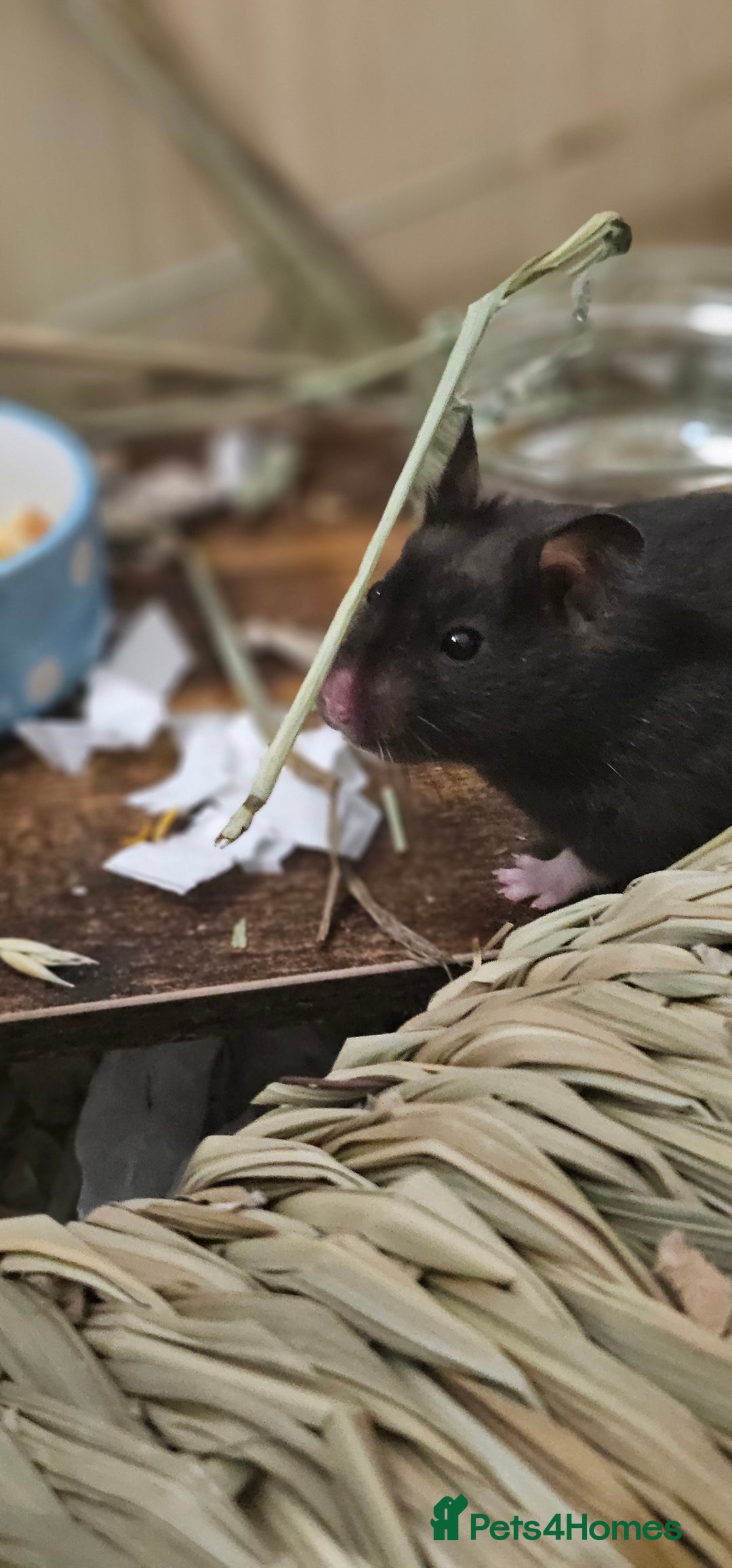 Hamster rodents for sale: Hamster in need of new home - Image 3