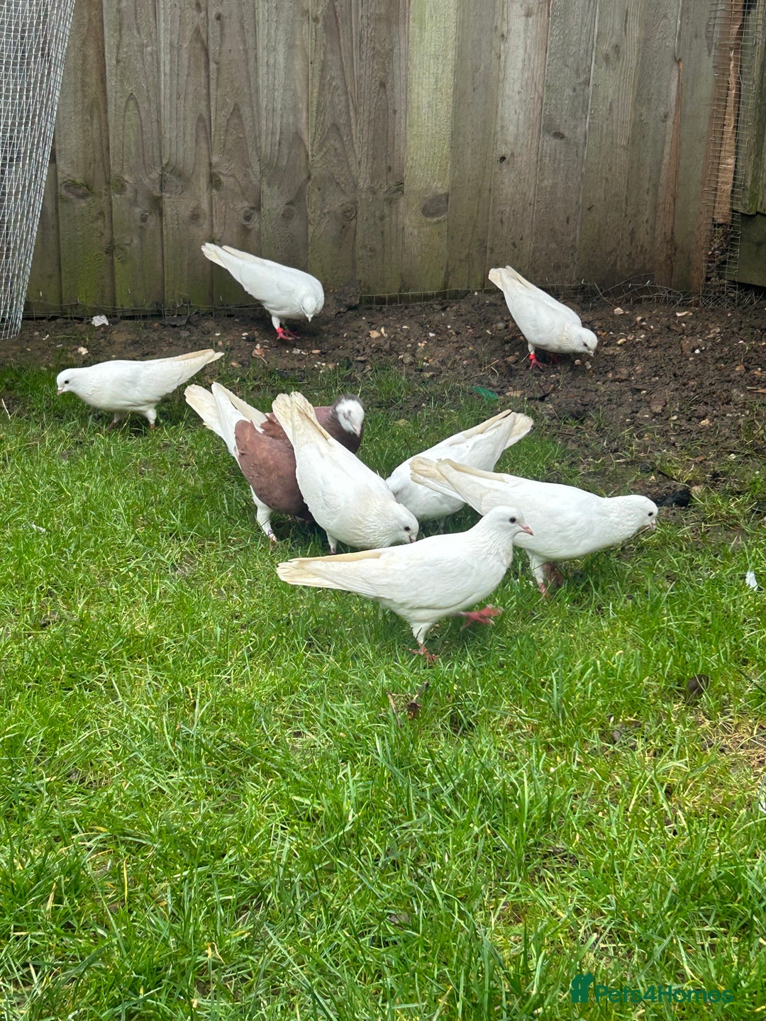 Pigeons birds for sale: Pigeons - Advert 6