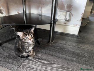 Mixed Breed cats - Advert 19