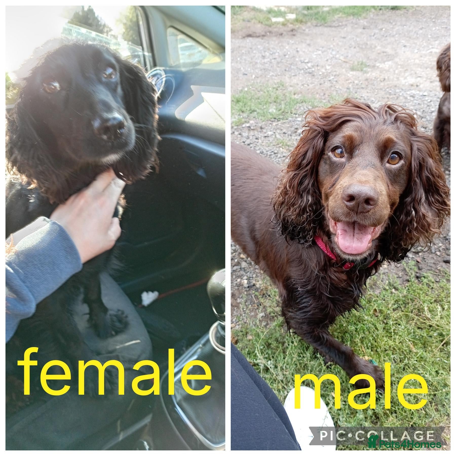 Cocker Spaniel dogs 1 male and female Cocker for new homes - Advert 1
